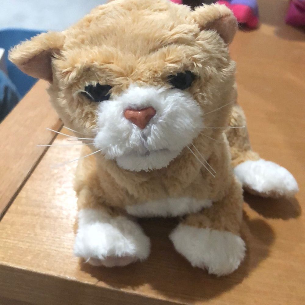 Tiger Briand for real pets newborn kitten